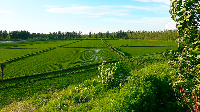 好大米是這樣“煉”出來的——粳冠大米的 “中國(guó)名牌”之路
